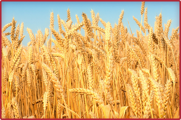 Требования, предъявляемые к муке пшеничной хлебопекарной высшего сорта по ГОСТ Р 52189